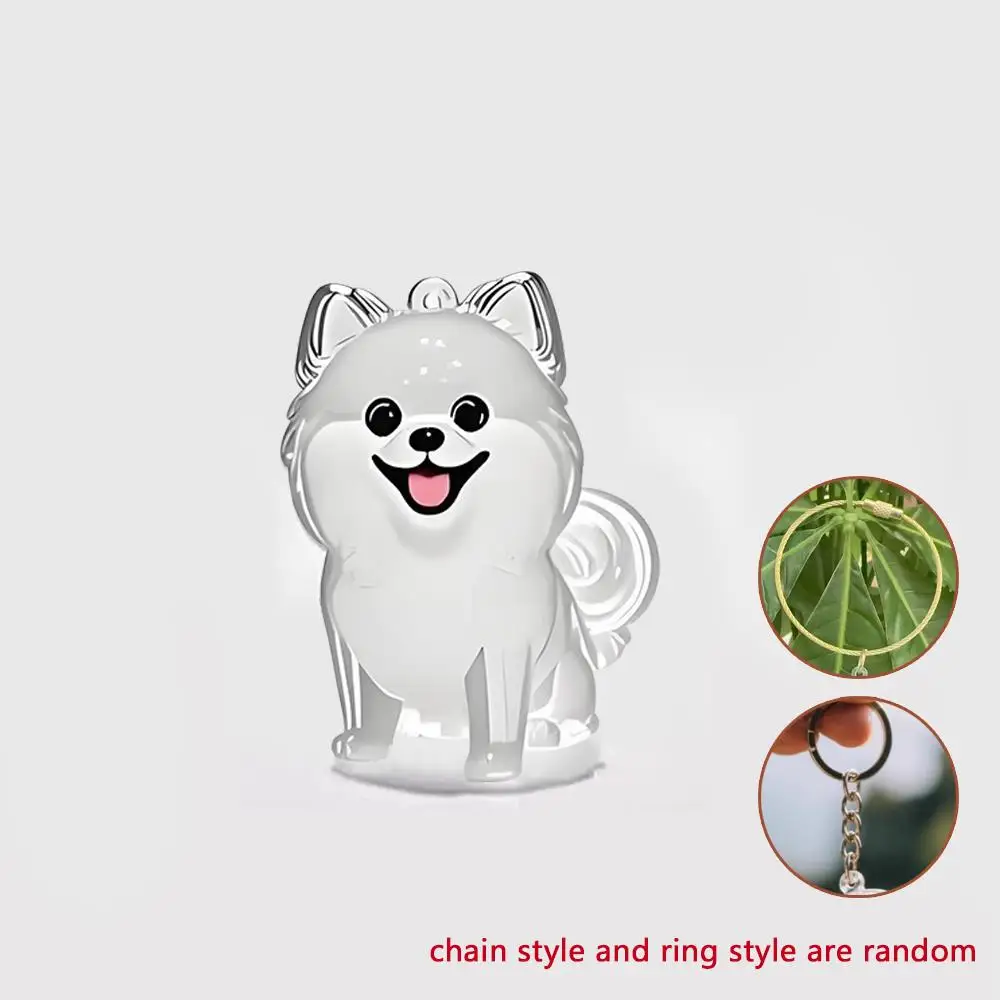 pomeranian