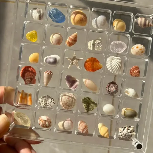 36-Grids Acrylic Seashell Display Box Durable Starfishs Trinket Storage Case For Bead Nail Jewelry Chic Gife NEW 1