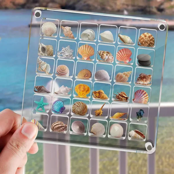 36-Grids Acrylic Seashell Display Box Durable Starfishs Trinket Storage Case For Bead Nail Jewelry Chic Gife NEW 2