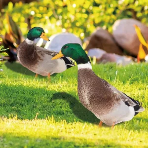 Garden Duck Statue 2D Acrylic Wild Duck Sculpture For Yard Decor Double-Sided Printing Weatherproof Duck Figurine For Farm 1