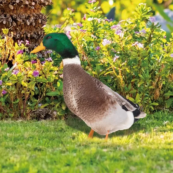 Garden Duck Statue 2D Acrylic Wild Duck Sculpture For Yard Decor Double-Sided Printing Weatherproof Duck Figurine For Farm 2