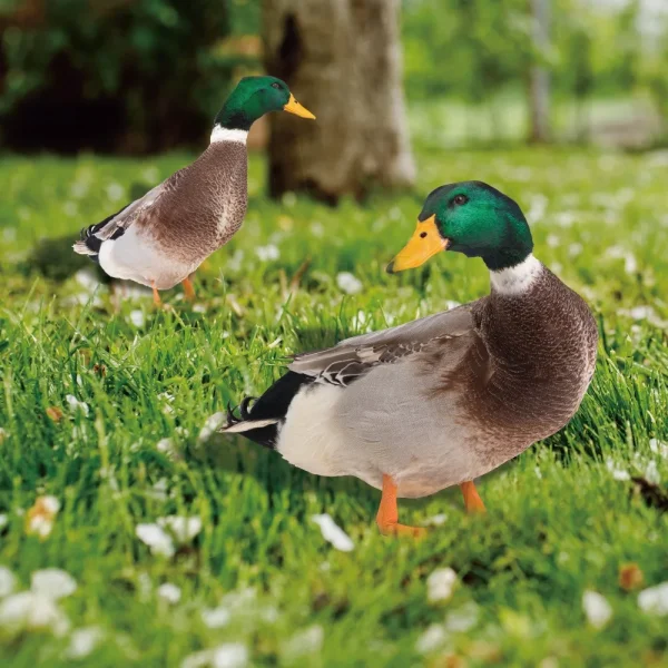 Garden Duck Statue 2D Acrylic Wild Duck Sculpture For Yard Decor Double-Sided Printing Weatherproof Duck Figurine For Farm 4